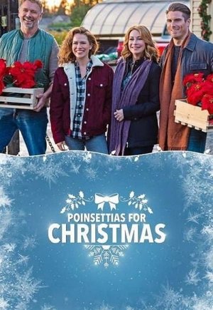 Poinsettias for Christmas